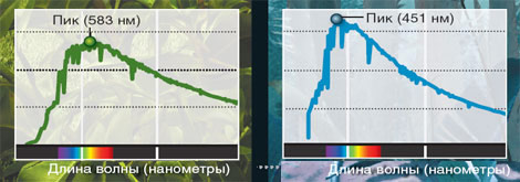 растения на планетах
