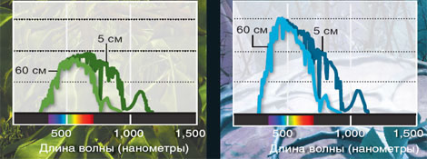 растения на планетах