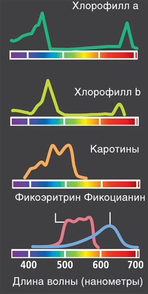 растения на планетах